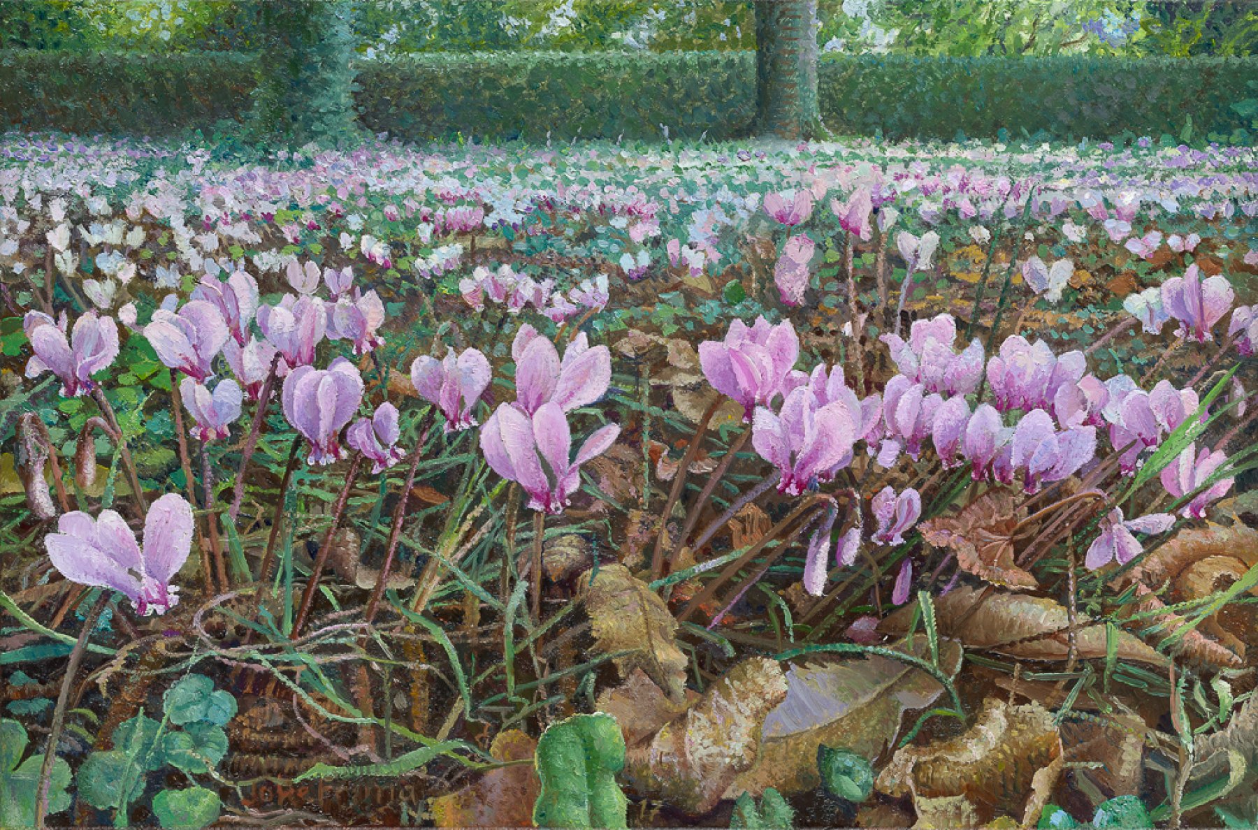 Wilde cyclamen