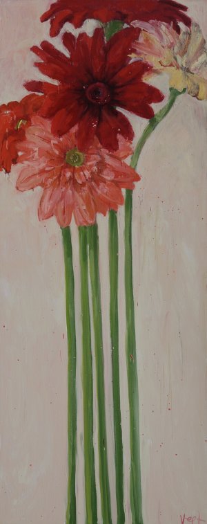 New arrivals > Gerbera's kopen?