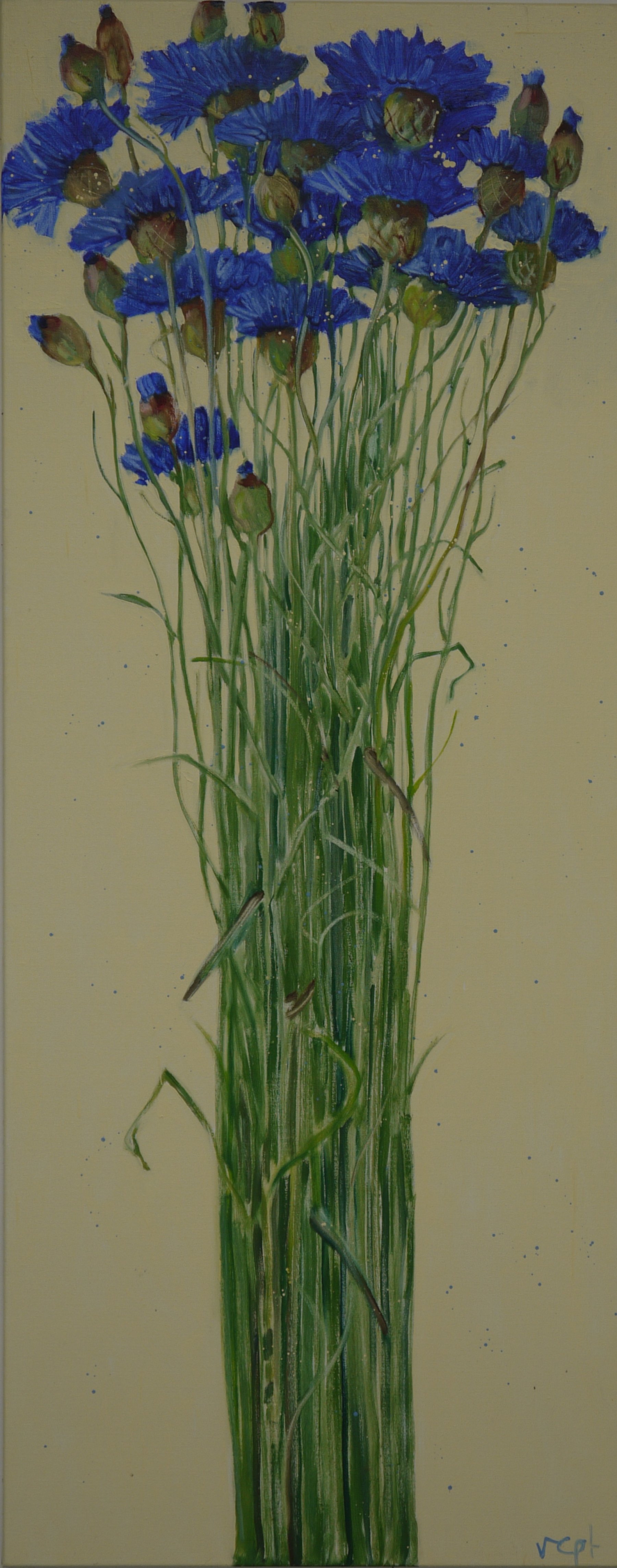 Korenbloemen